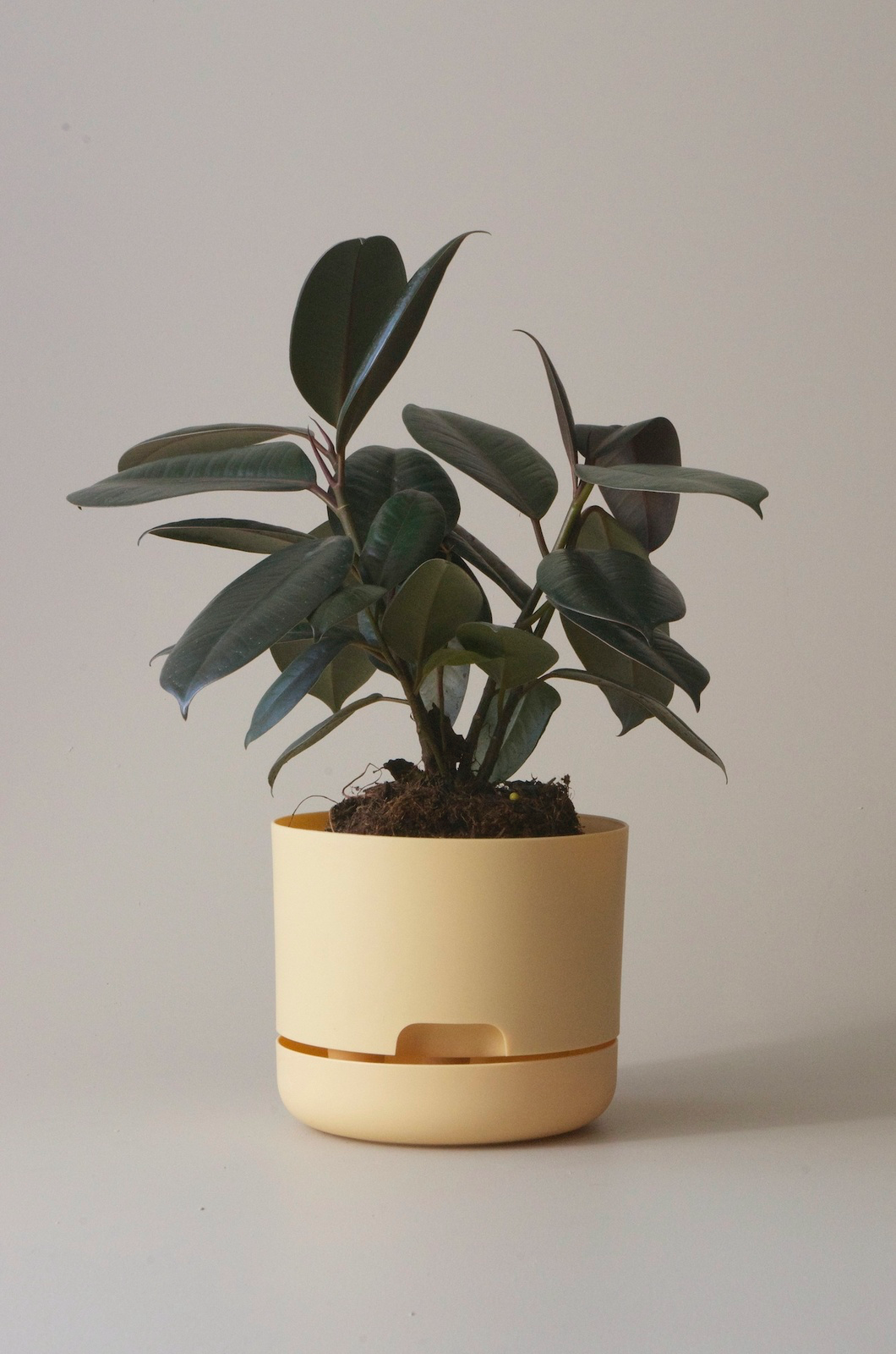 Mr Kitly x Decor selfwatering pots - Buff